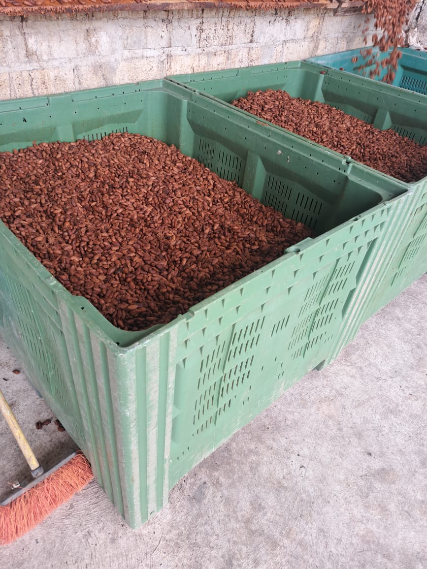Fermented cacao beans in ventilated crates at the JG Garcia plant in Vicentillo